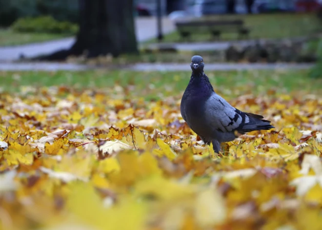 Rudens ainava.