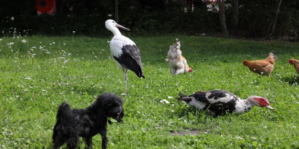 Dienvidaustrumu vēja ātrums brāzmās sasniegs 9-14 metrus sekundē, vietām Kurzemē un Zemgalē - 16 metrus sekundē.