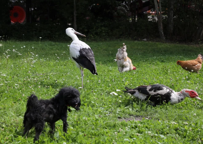 Pirmdiena būs vējaina un silta