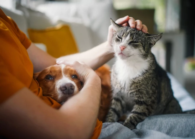 Uz Rēzeknes patversmes žoga tiks uzgleznoti adoptēto dzīvnieku portreti