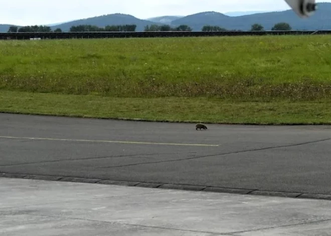 Spītīgs ezis Vācijas lidostā neļauj izlidot lidmašīnai