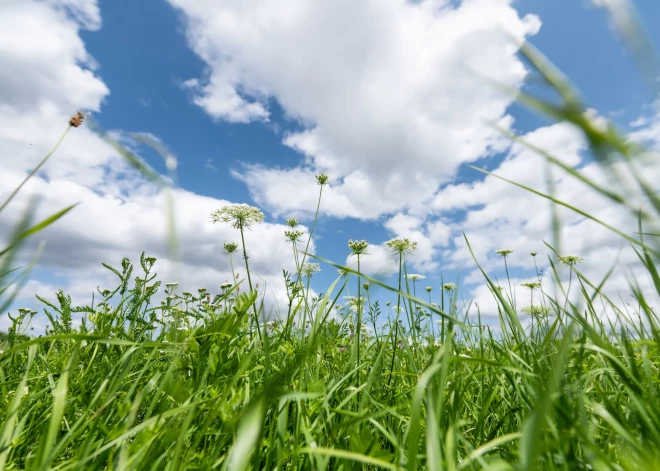 Atklāj dabisko pļavu skaistumu un iemīlies tajās!