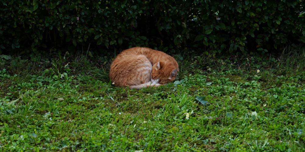 Maksimālā gaisa temperatūra būs +19..+23 grādi.