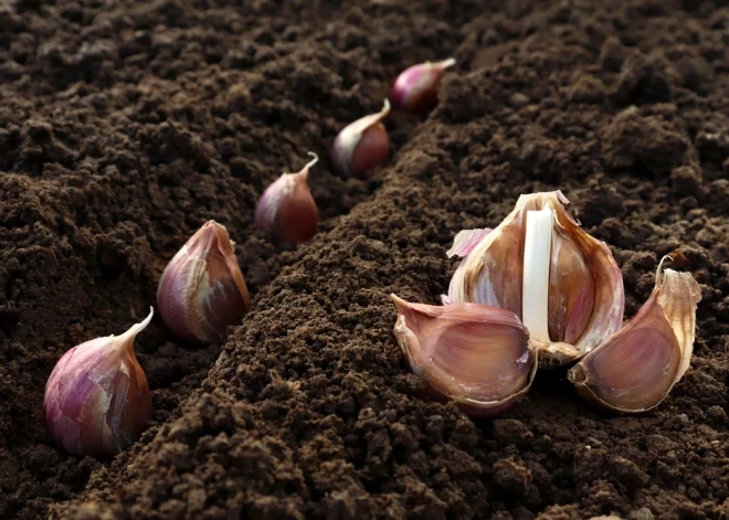 Ķiploku stādīšana – septembris ir īstais laiks, ja gribi varenu ražu! Padomi rudens dārza darbiem