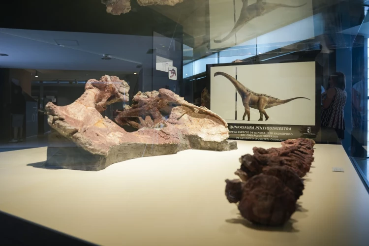 Daļa no skeleta pašlaik izstādīta Kastīlijas-Lamančas paleontoloģijas muzejā Kvenkā.