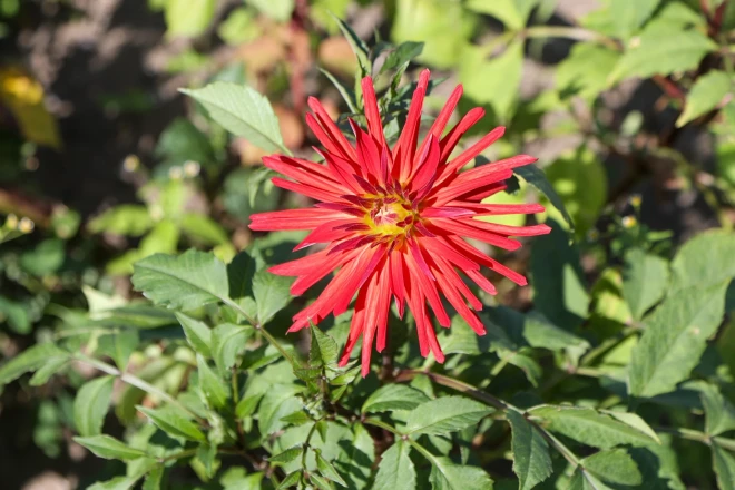 Dālijas nevar kā kartupeļus sabērt, jāsaliek tā, lai būtu arī gaisa telpa. Pavasarī kā no pagraba ārā, tā laukā iekšā. Lielākais darbs ir ravēšana.