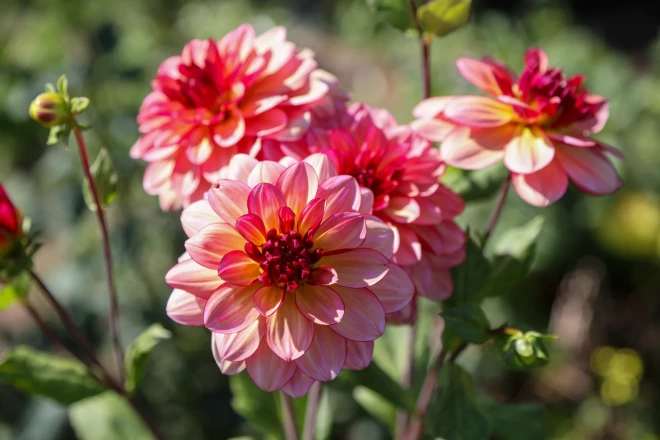 Dālijas nevar kā kartupeļus sabērt, jāsaliek tā, lai būtu arī gaisa telpa. Pavasarī kā no pagraba ārā, tā laukā iekšā. Lielākais darbs ir ravēšana.