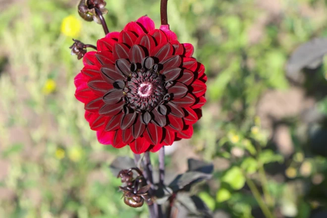 Dālijas nevar kā kartupeļus sabērt, jāsaliek tā, lai būtu arī gaisa telpa. Pavasarī kā no pagraba ārā, tā laukā iekšā. Lielākais darbs ir ravēšana.