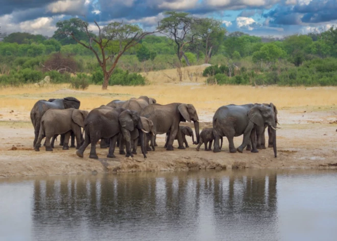 Zimbabvē gaļas ieguvei atļauj nošaut 200 ziloņu