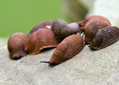 Lielākā Spānijas kailgliemežu aktivitāte Latvijas dārzos novērojama no jūnija līdz septembra beigām vai oktobra sākumam.