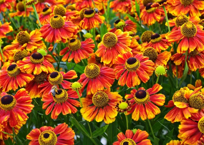 Kā pareizi audzēt rudens dārzu karalieni - piemīlīgo helēniju