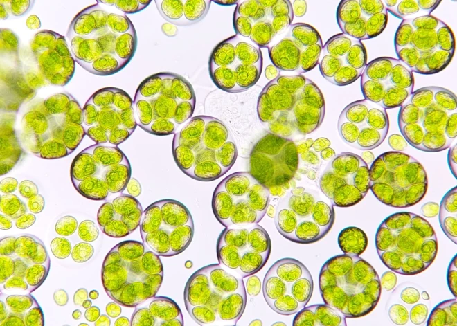 19. septembrī Carnikavā veiks dīķu attīrīšanu ar līdz šim reti izmantotu metodi