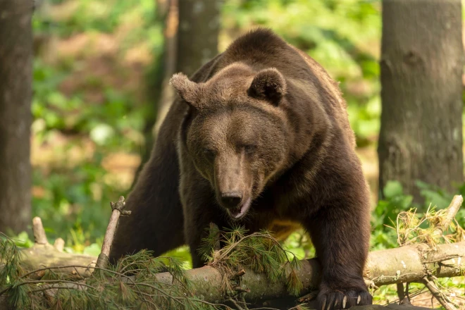 Ņemot vērā lāču atgriešanos Latvijas mežos, arī mūsdienu sabiedrībai būs jāiemācās ar to sadzīvot, pārņemot pieredzi no Igaunijas, kurā lāču populācija ir stabila un desmitkārt lielāka par Latvijas lāču populāciju, teic Dabas aizsardzības pārvaldē.