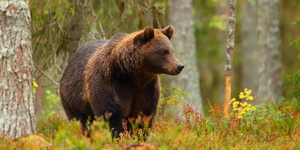 Pēdējo pāris gadu laikā Latvijā brūno lāču skaits dubultojies, tādēļ tiek uzdots jautājums – vai Latvijā nevajadzētu atļaut lāču medības?