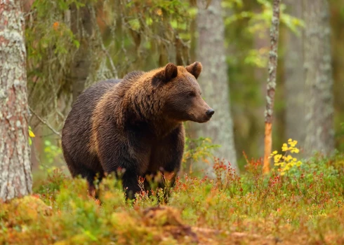 Pēdējo pāris gadu laikā Latvijā brūno lāču skaits dubultojies, tādēļ tiek uzdots jautājums – vai Latvijā nevajadzētu atļaut lāču medības?