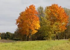 Atbilstoši pašreizējām prognozēm pastāv iespēja, ka nākamnedēļ gaisa temperatūra no jauna paaugstināsies un meteoroloģiskais rudens tomēr neiestāsies vai arī tas notiks tikai daļā valsts.