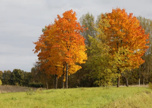 Atbilstoši pašreizējām prognozēm pastāv iespēja, ka nākamnedēļ gaisa temperatūra no jauna paaugstināsies un meteoroloģiskais rudens tomēr neiestāsies vai arī tas notiks tikai daļā valsts.