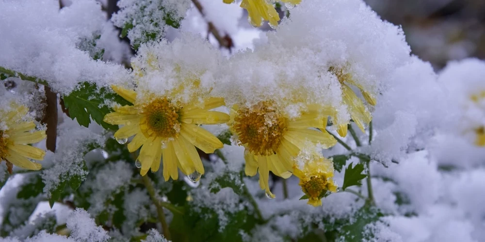 Septembra izskaņā varētu kļūt vēsāks, kad temperatūra dienas laikā nepaaugstinātos virs plus 15, plus 18 grādiem.