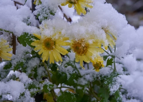 Septembra izskaņā varētu kļūt vēsāks, kad temperatūra dienas laikā nepaaugstinātos virs plus 15, plus 18 grādiem.