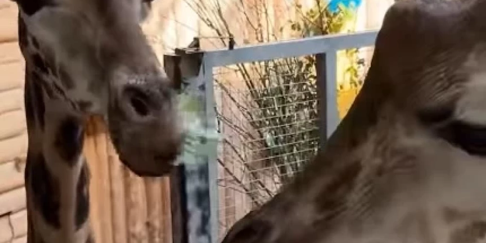 Žirafes Čaks un Vakilija Rīgas Zooloģiskajā dārzā (ekrānuzņēmums no video)
