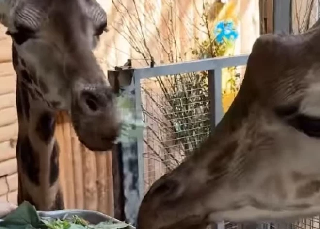 VIDEO: žirafēns Čaks ar Vakiliju Rīgas zoodārzā mielojas ar torti, svinot savu 3. dzimšanas dienu