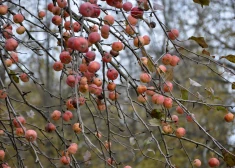 Rudens ainava Latgalē.