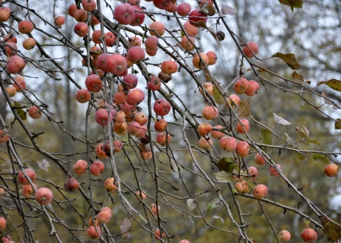 Rudens ainava Latgalē.