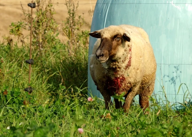 "Pāri palikuši vien kauli un iekšējie orgāni!" Valmieras novadā aitu audzētāja sapņi sabrūk vienas nakts laikā