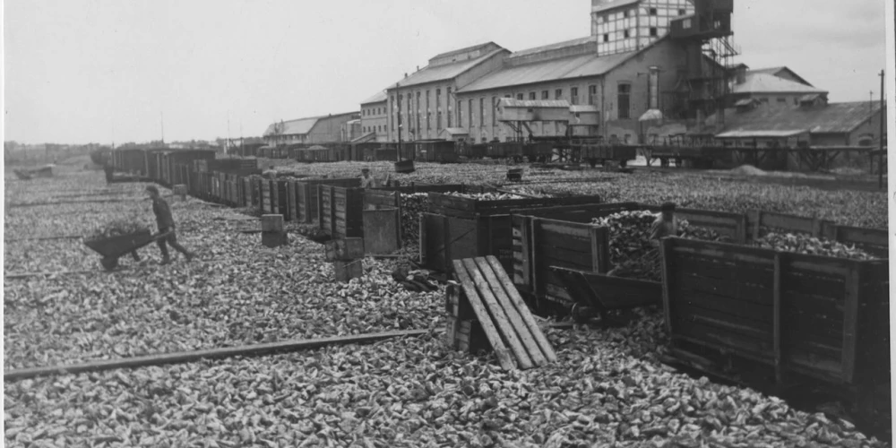 Cukurbiešu izkraušana no vagoniem Liepājas cukurfabrikā. 1936. gads.