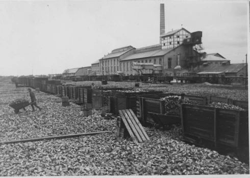 Cukurbiešu izkraušana no vagoniem Liepājas cukurfabrikā. 1936. gads.