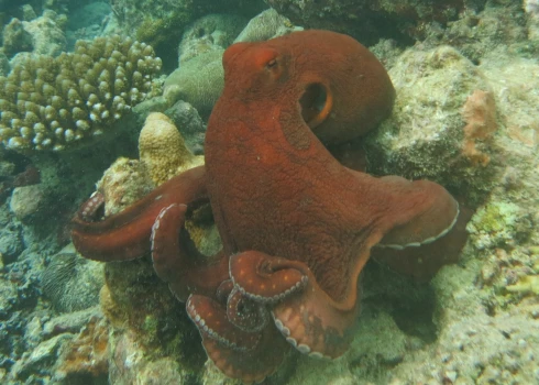 Octopus cyanea (foto: Wikipedia)