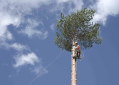 jo vecāks koks, jo lielāka iespēja, ka kokam piemīt kāda kaite, kas to padara trauslāku un spēcīgā vējā lielie zari vai pat stumbrs var lūzt. 