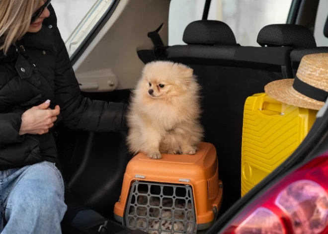 Suņu pārvadāšana: drošība un ērtības ceļā