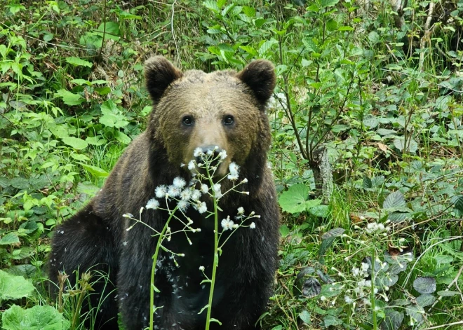 Nervus kutinošs stāsts! Lācis Kārķu pagastā pārbauda mednieka izturību mežā