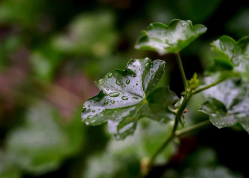 Lietus lāses uz pelargoniju lapām.