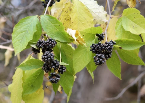 Sibīrijas žeņšeņs.