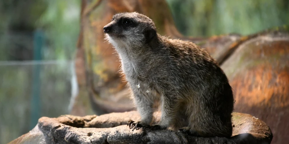 Surikats Latgales Zoodārzā.
