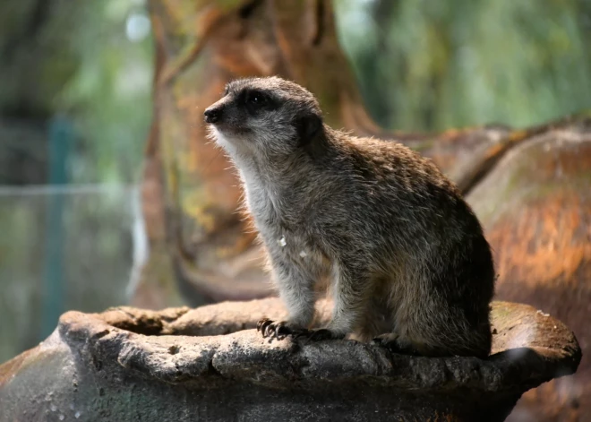 Cilvēki ar dzīvnieku nosaukumiem vārdā vai uzvārdā nedēļas nogalē Rīgas zoodārzu varēs apmeklēt bez maksas