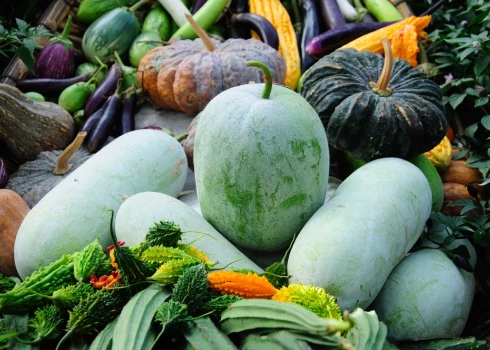 Izstāde  "Ķirbjaugi un paprika 2024" aicina pievērst uzmanību ne tikai ķirbjaugu un piparu krāsai, formai, izmēram un garšas niansēm, bet arī bioloģiskajai vērtībai.