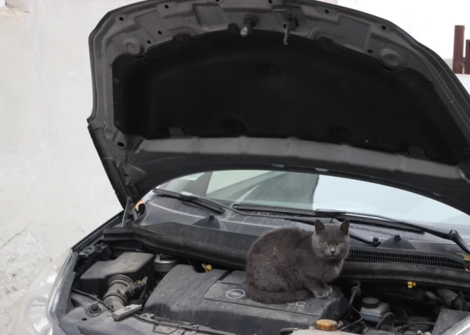 Теплый мотор - магнит для животных: как крысы и кошки находят убежище под капотом