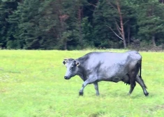 Glābēji Bauskā teju četras stundas glāba dubļos iestigušu govi.