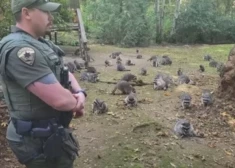 VIDEO: vairāk nekā simts jenotu ielenc sievietes māju. "Es viņus biju barojusi gadu desmitiem, un tagad vairs netieku mājās!"