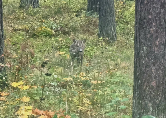 Stirnēns klīst pa Mežaparku (foto: Juris Rozenbergs)