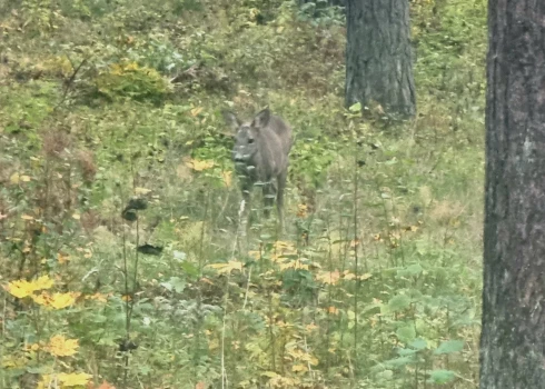 Stirnēns klīst pa Mežaparku (foto: Juris Rozenbergs)