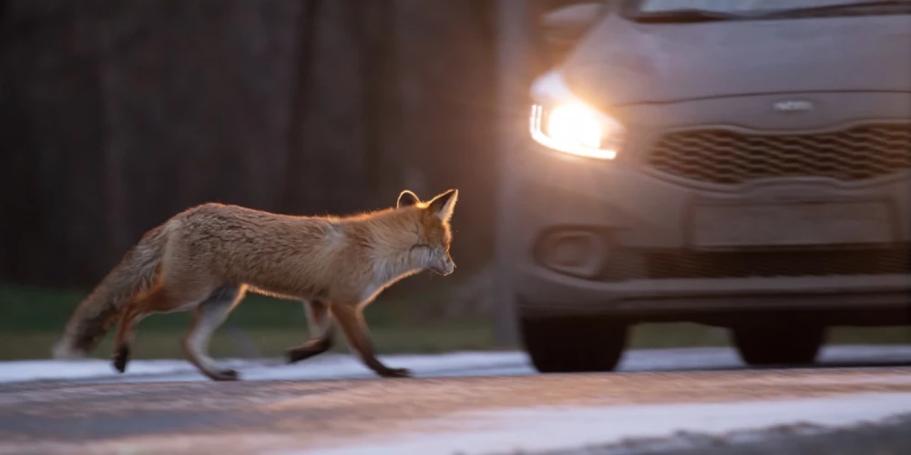 Valsts meža dienests aicina uz autoceļiem notriektos vai ievainotos dzīvniekus reģistrēt mobilajā lietotnē "Mednis". 
