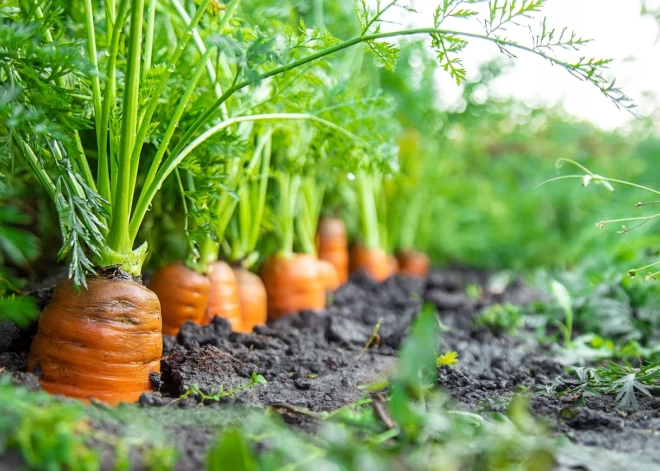 Sējam burkānus rudenī! Ja gribi agrāku un bagātīgu ražu, labākais sējas laiks ir tieši tagad