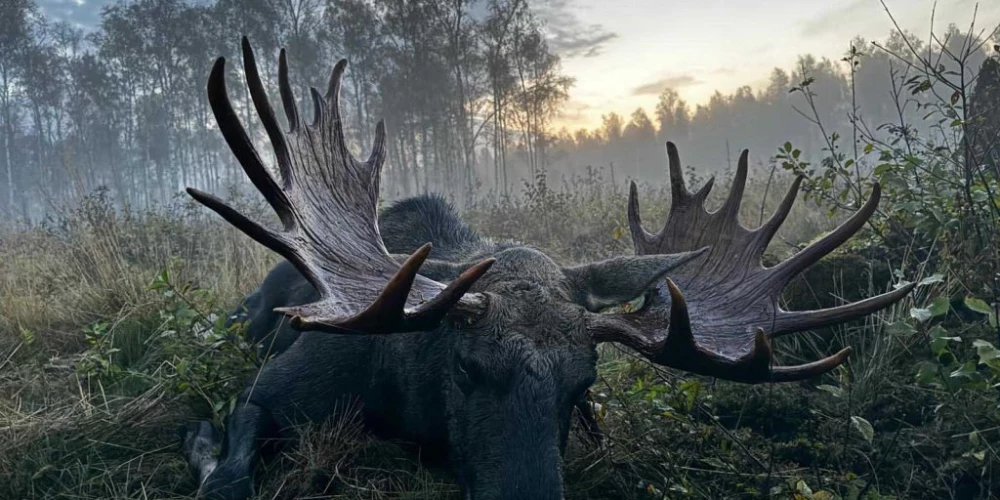 Nonāvētais alnis ierindots Latvijas Top30 skaistāko trofeju sarakstā.