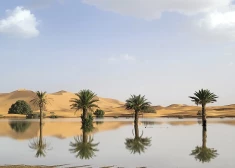 Palm trees are reflected in a lake caused by heavy rainfall in the desert town of Merzouga, near Rachidia, southeastern Morocco, Wednesday, Oct. 2, 2024.  (AP Photo)  XMS103