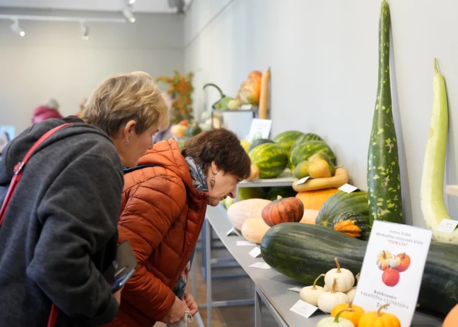 Izstādē apskatāmo ķirbjaugu vidū ir gan ēdamie un dekoratīvie ķirbji, kabači, cukini, patisoni, arbūzi, melones, pepino, momordikas jeb balzāmbumbieri, melotrijas jeb peļu arbūzi.