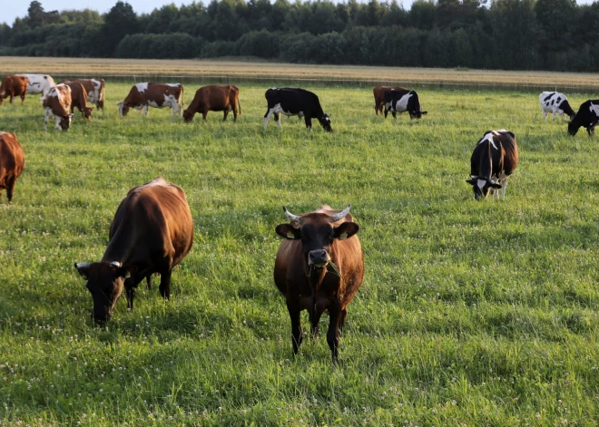 Pāstrādei nodotā svaigpiena apmērs šogad palielinājies par 1,3%